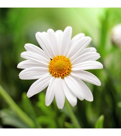 Chamomile Essential Oil (Morocco)
