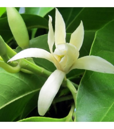 Champaca Absolute White 5%