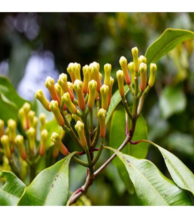 Clove Essential Oil (Madagascar)