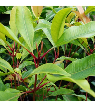 Clove Leaf Oil (Madagascar)