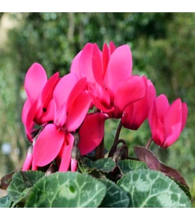 Cyclamen Absolute Oil