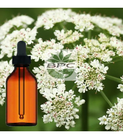 Dong Quai Root Tincture