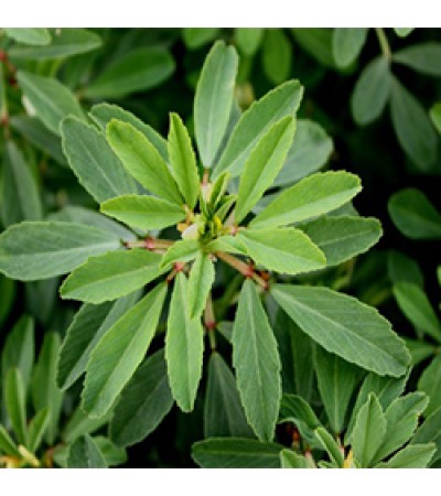 Fenugreek Essential Oil (India)