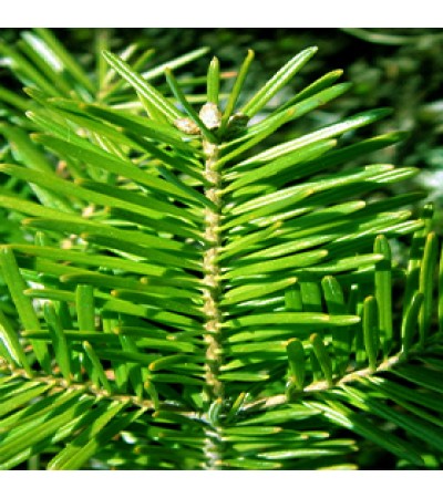 Fir Balsam Essential Oil (Canada)