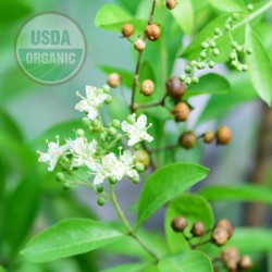 Henna Oil Organic