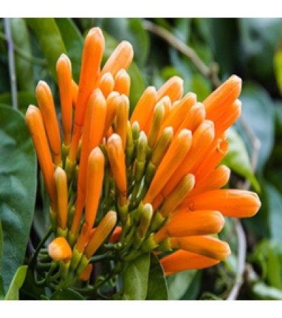 Honeysuckle Absolute 5%