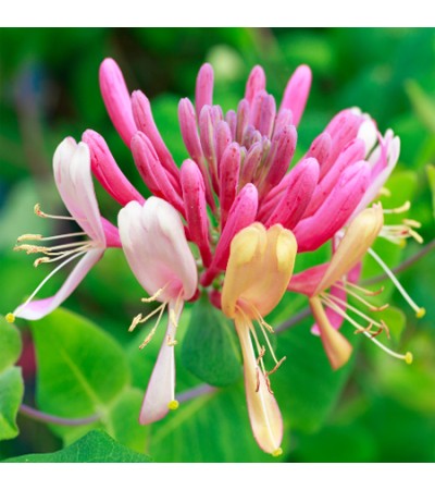 Honeysuckle Attar