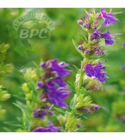 Hyssop Essential Oil ORGANIC