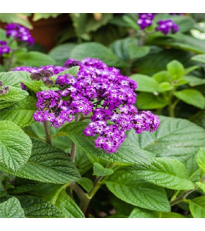 Heliotrope Absolute Oil RCO