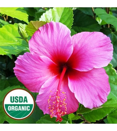 Hibiscus Flower Seed Oil Organic