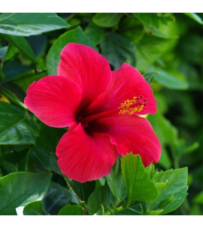 Hibiscus Flower Seed Oil Cosmetic Grade