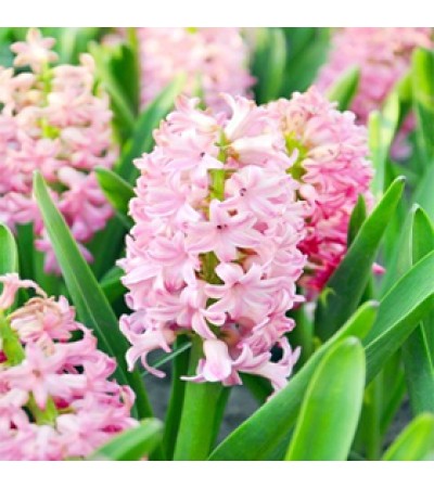Hyacinth Absolute Oil