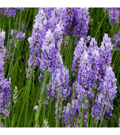 Spike Lavender Essential Oil