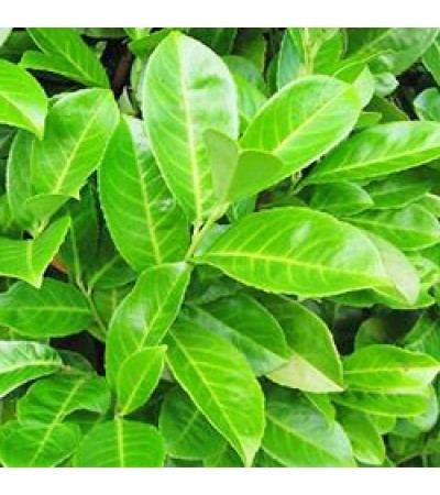 Laurel Leaf Essential Oil (Spain)