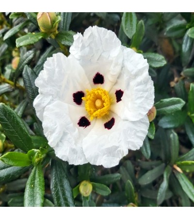 Labdanum Absloute Oil 5%