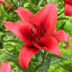 Lily Absolute Oil