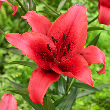 Lily Absolute Oil