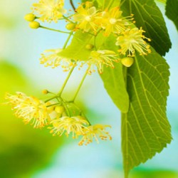 Linden Blossom Absolute Oil