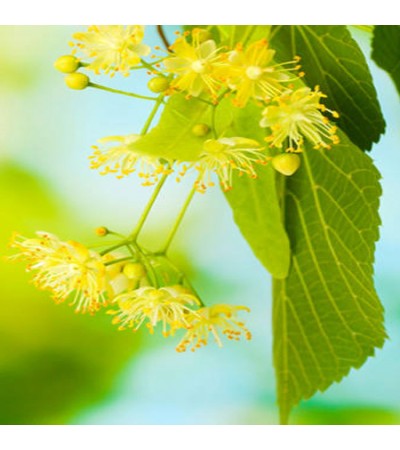 Linden Blossom Absolute Oil