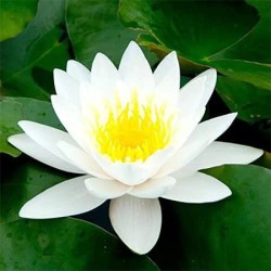 Lotus White Absolute Oil 5%