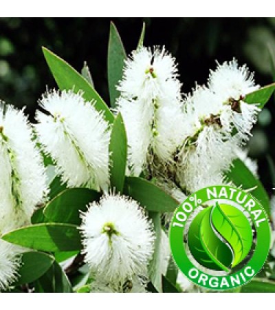 Niaouli Essential Oil Organic