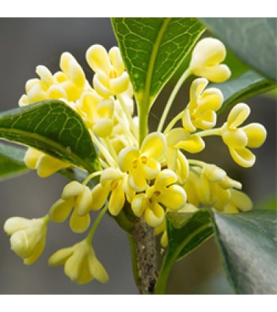 Osmanthus Attar