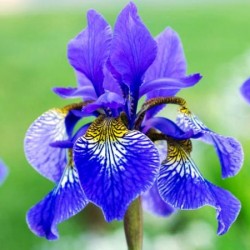 Orris Root Absolute Oil