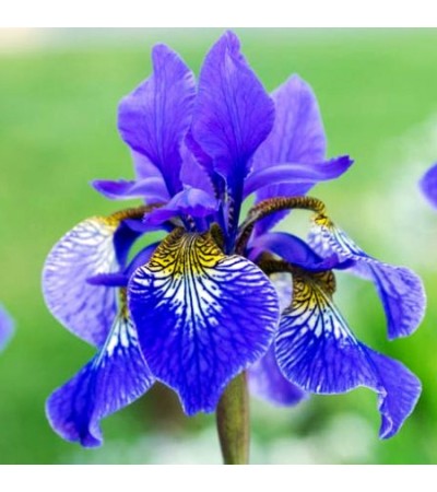 Orris Root Absolute Oil