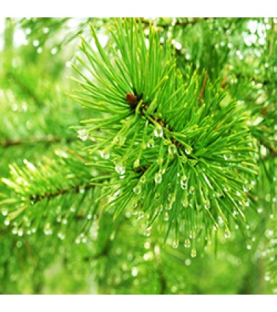 Pine Needle Essential Oil
