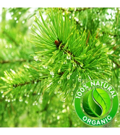 Pine Essential Oil Organic