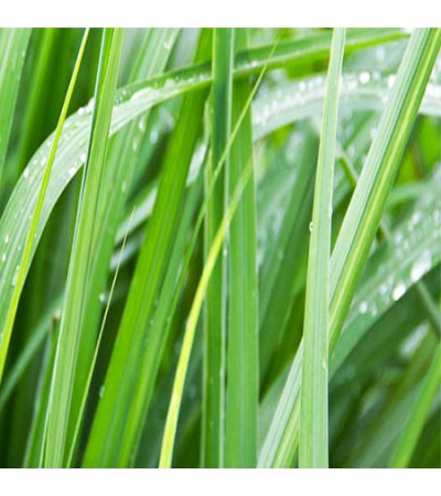 Palmarosa Essential Oil