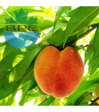 PEACH LEAVES Cut and Sifted