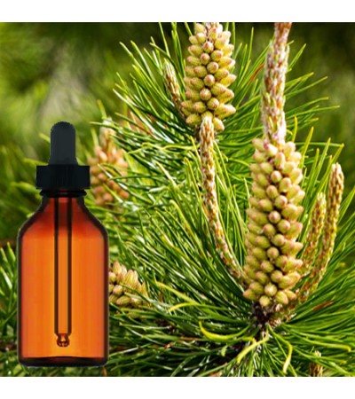 Pine Pollan Tincture