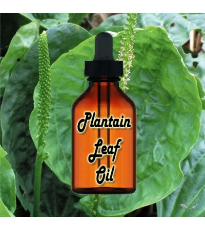 Plantain Leaf Oil