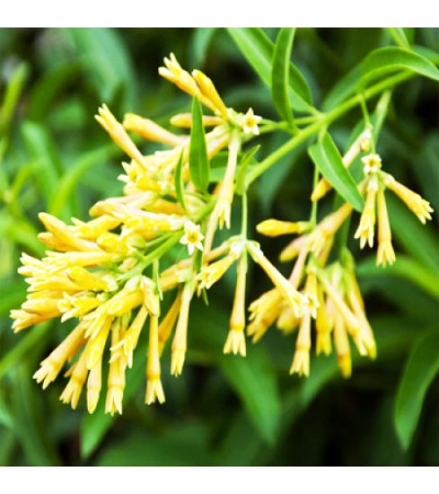 Raat Ki Rani (Cestrum Nocturnum) Attar