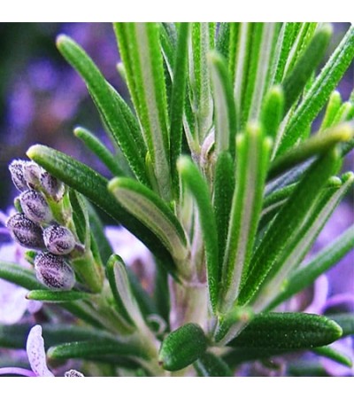 Rosemary Herbal Oil ORGANIC