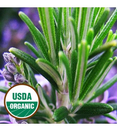 Rosemary Essential Oil Organic