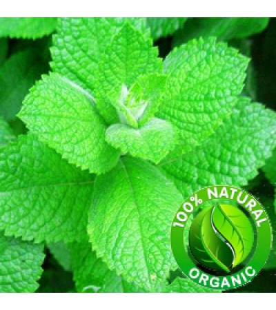 Spearmint Essential Oil Organic