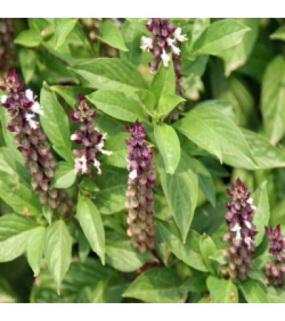 Tulsi Essential Oil (INDIA)