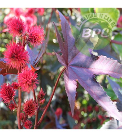 Red Turkey Castor Oil