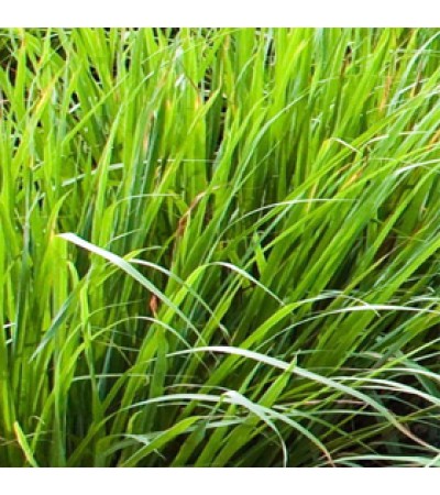 Vetiver Essential Oil