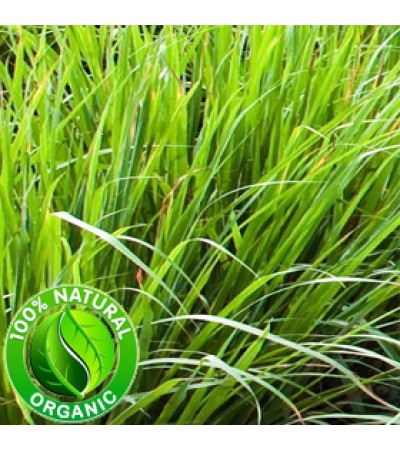 Vetiver Essential Oil ORGANIC