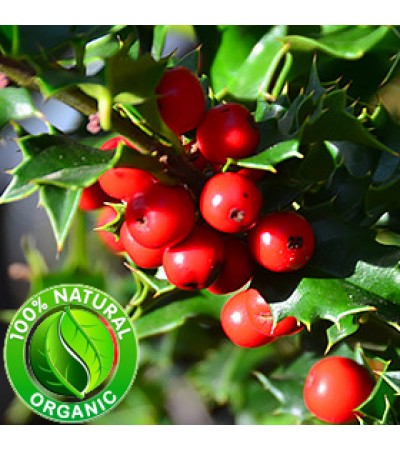 Wintergreen Essential Oil ORGANIC