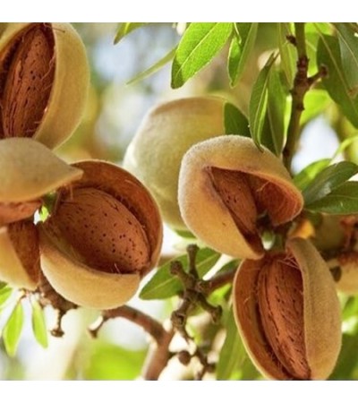 Almond Oil Sweet Refined USP