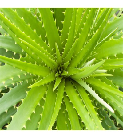 Agave Nectar Raw Organic