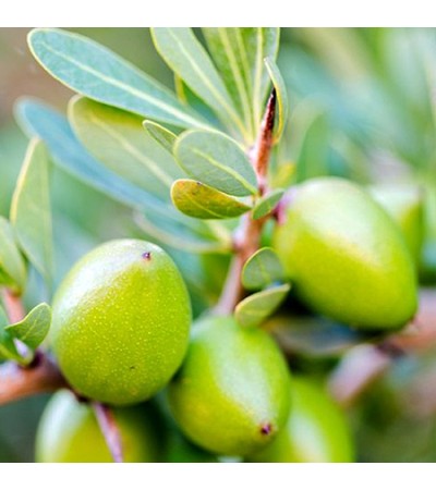 Argan Oil Cosmetic Grade