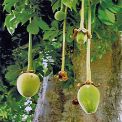 Baobab Oil Organic 