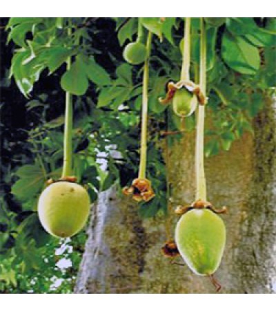 Baobab Oil Organic 