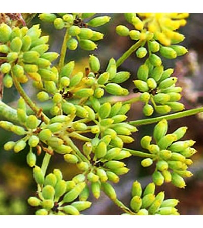 Fennel Bitter Essential Oil (SPAIN)