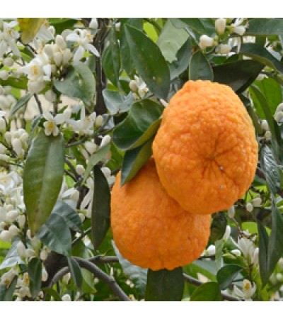 Orange Bitter Essential Oil (Italy)